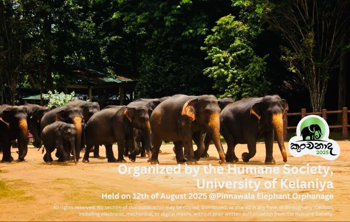 Elephants at Pinnawala, Kunchanada 2025